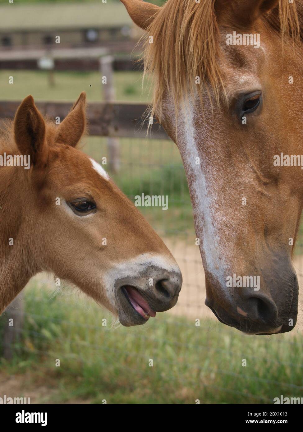 Una rara razza Suffolk Punch foal Yaps alla sua madre. Foto Stock
