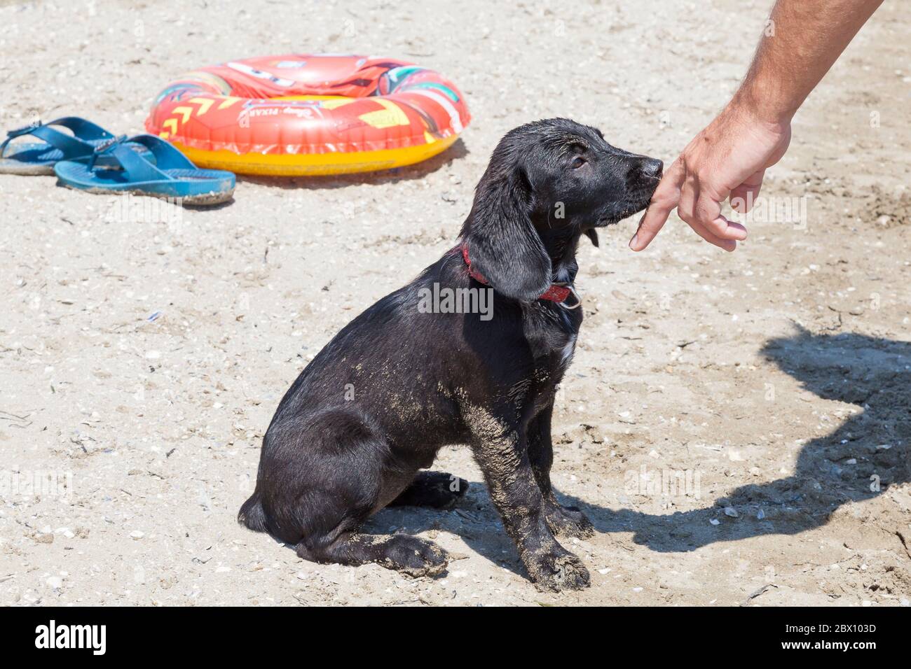 Strano uomo che si avvicina a un cucciolo nero sconosciuto su una spiaggia prima di poter sentire l'odore della sua mano che stabilisce il contatto prima di iniziare ad accarezzarlo Foto Stock