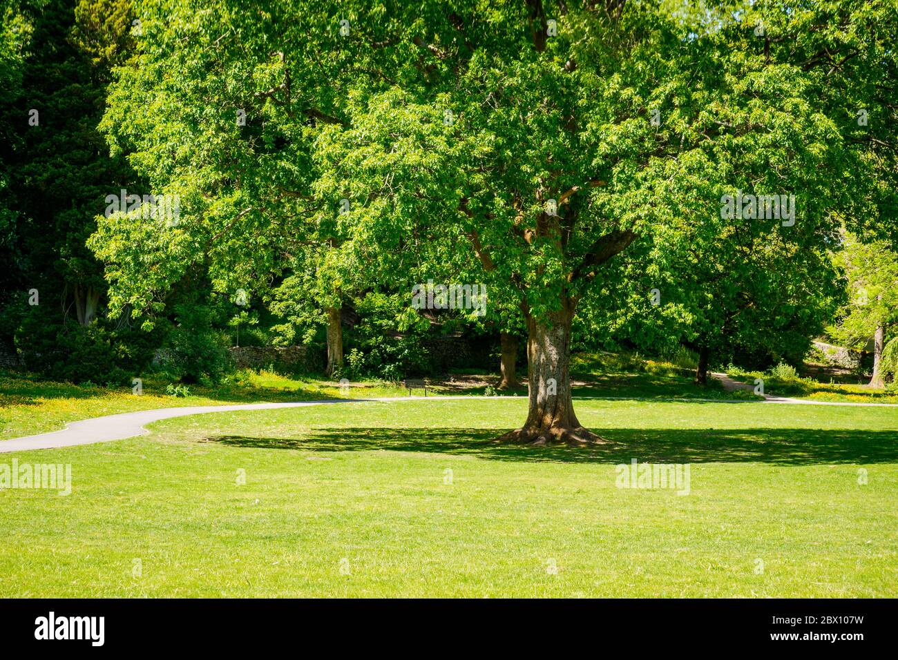 Grande albero di cenere in un parco a Kendal Foto Stock