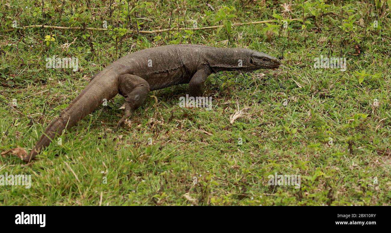 Indian Monitre Lizard nel Parco Nazionale, Varanus bengalensis, Parco Nazionale di Bandipur, Karnataka, India Foto Stock