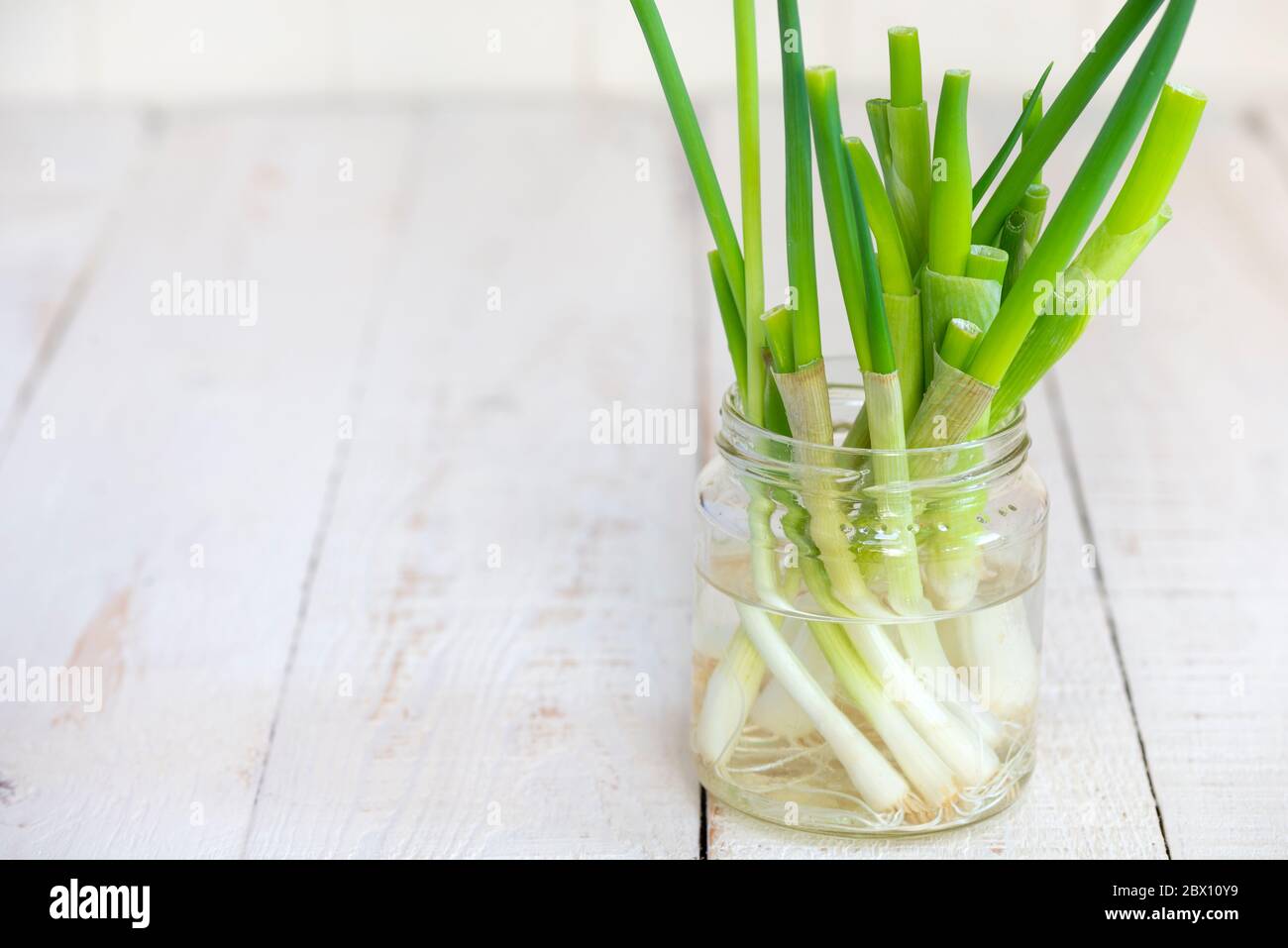 Tagliare le cipolle primaverili, poste in un vaso d'acqua per ricrescere nuovi germogli verdi. Foto Stock