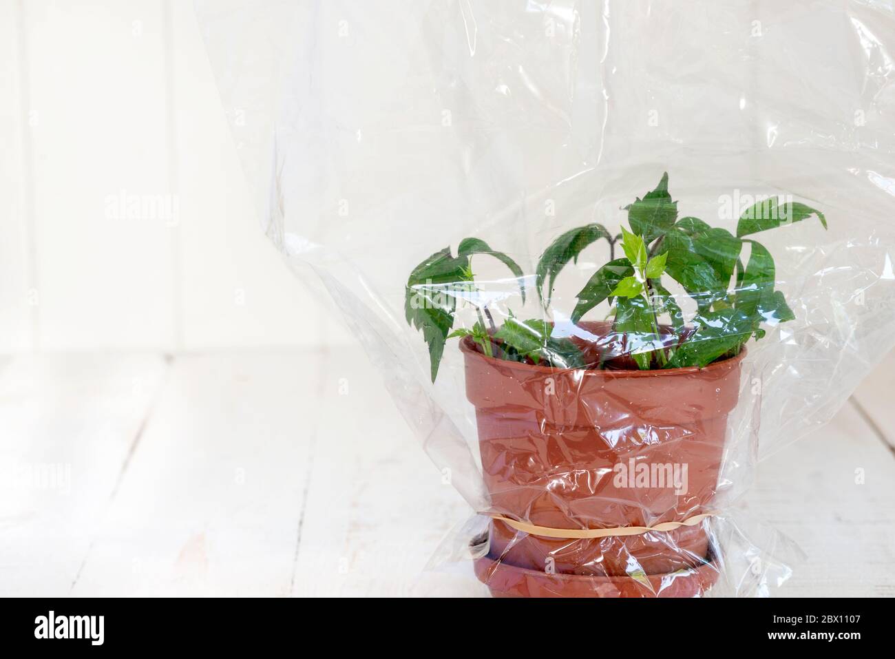 Coltivare nuove piante di Clematis montana da talee - i talee sono tenuti umidi coprendo con un sacchetto di plastica fino a stabilitasi. Foto Stock
