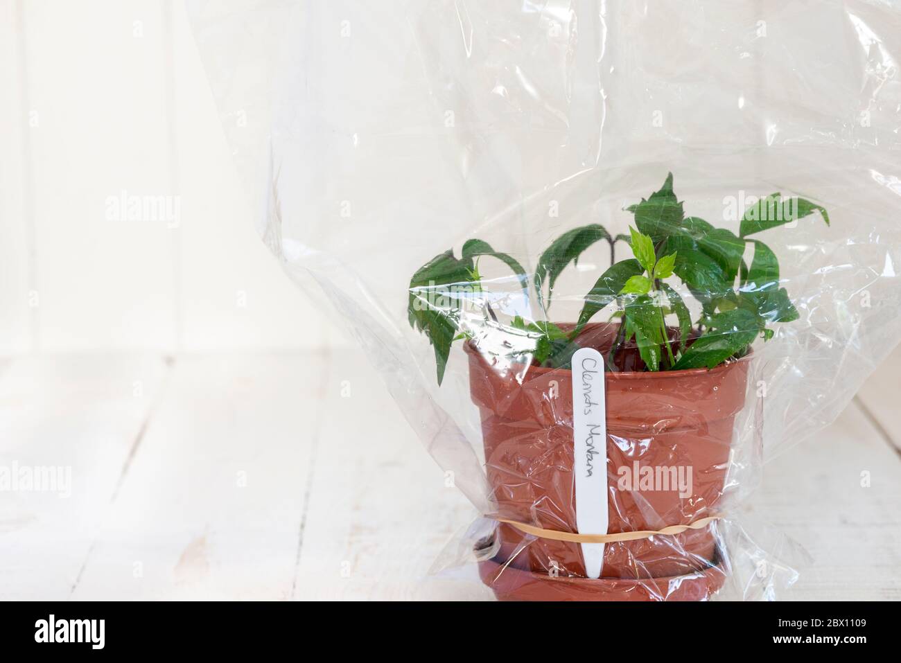 Coltivare nuove piante di Clematis montana da talee - i talee sono tenuti umidi coprendo con un sacchetto di plastica fino a stabilitasi. Foto Stock