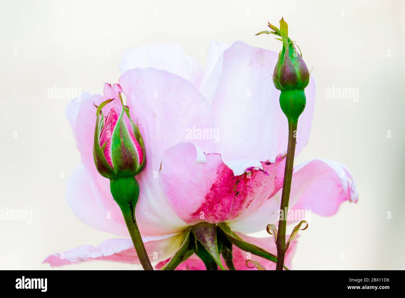 Rose rosa pallido in un giardino a Lancaster Foto Stock