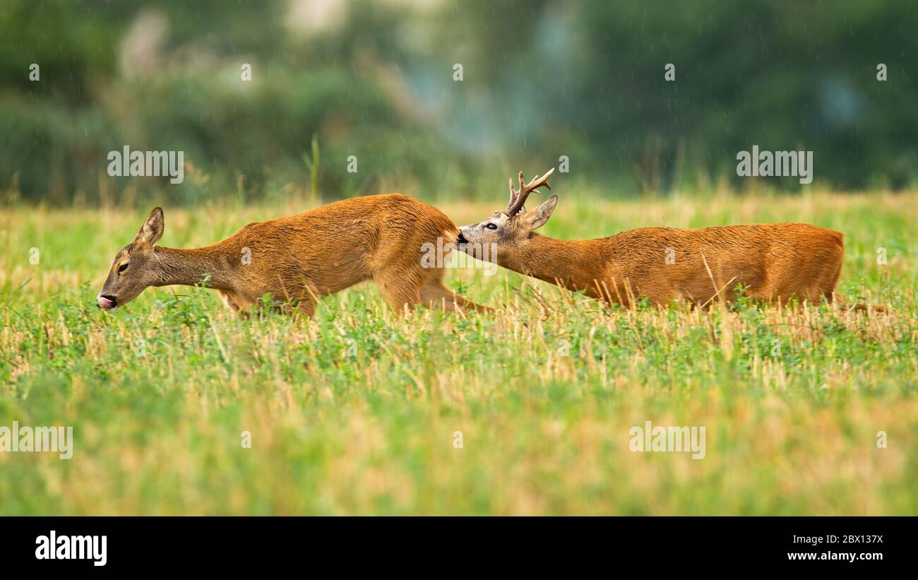 Coppia di caprioli buck e doe in estate stagione di accoppiamento su campo stoppie Foto Stock
