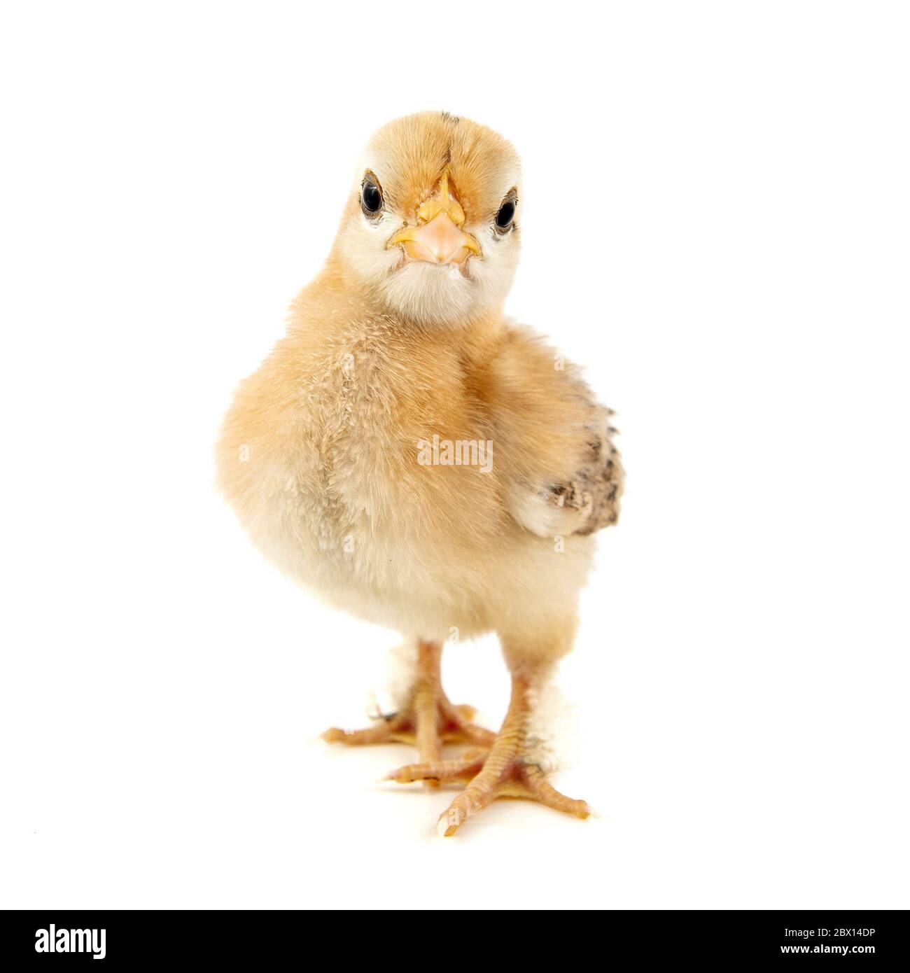 Un piccolo pulcino di silkie di bantam isolato su uno sfondo bianco. 7 giorni. Foto Stock