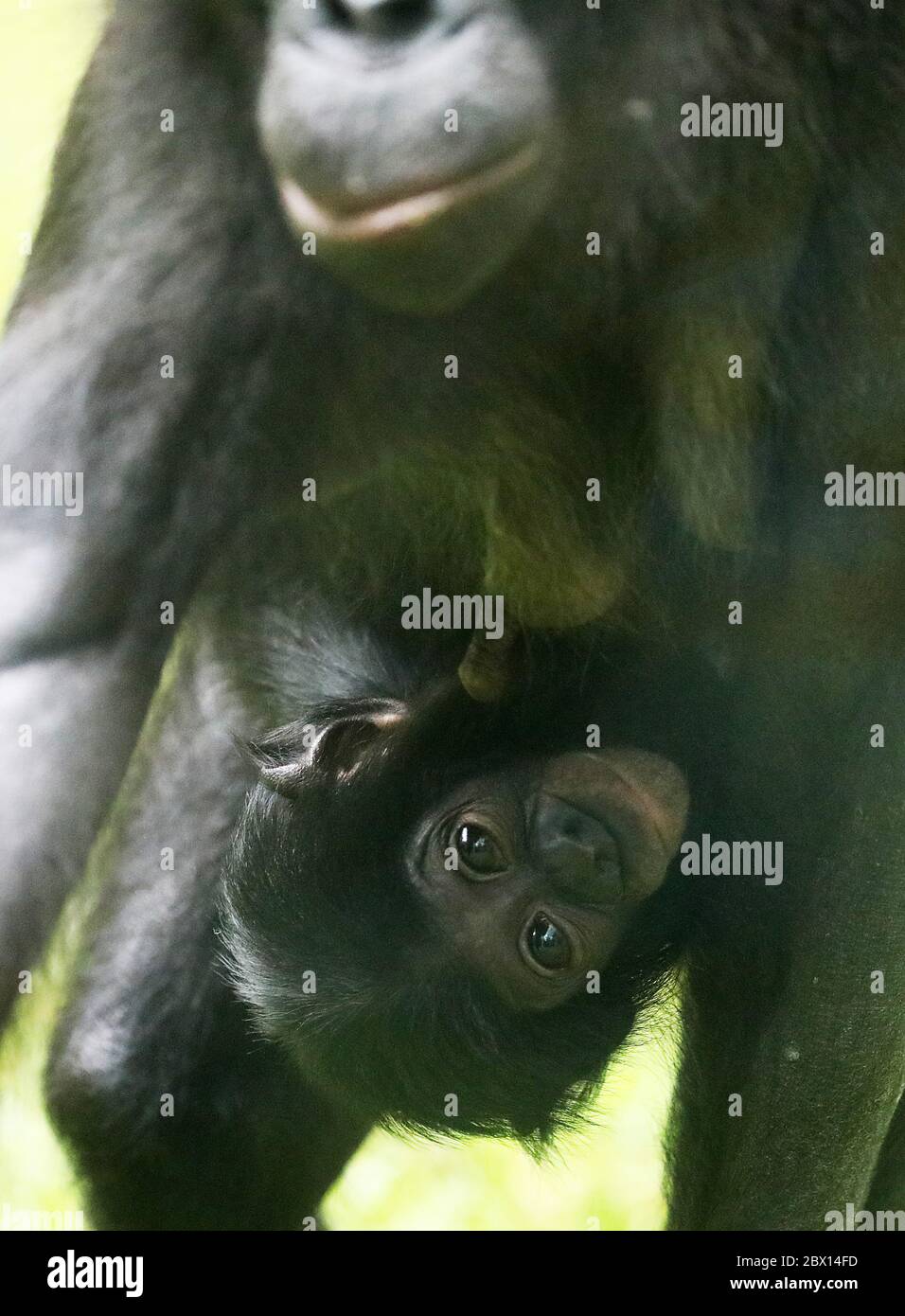 Colonia, Germania. 04giugno 2020. Il gattino bonobo Balin è appeso al ventre della madre Bini. 'Balina' è nato il 07.12.2019 nella casa delle scimmie dello zoo di Colonia. Credit: Alamy Live News Foto Stock