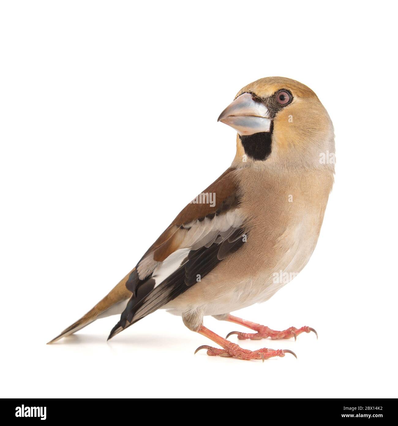 Hawfinch Coccodraustes coccodraustes, isolato su sfondo bianco. Foto Stock