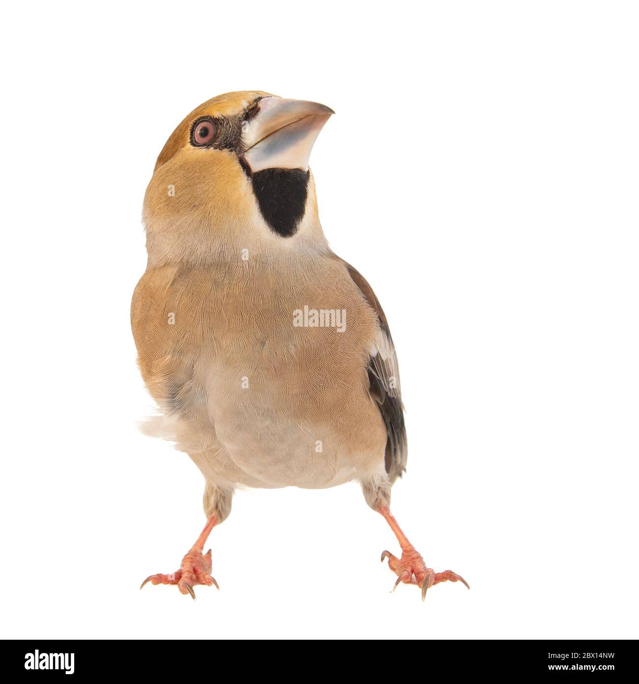 Hawfinch Coccodraustes coccodraustes, isolato su sfondo bianco. Foto Stock