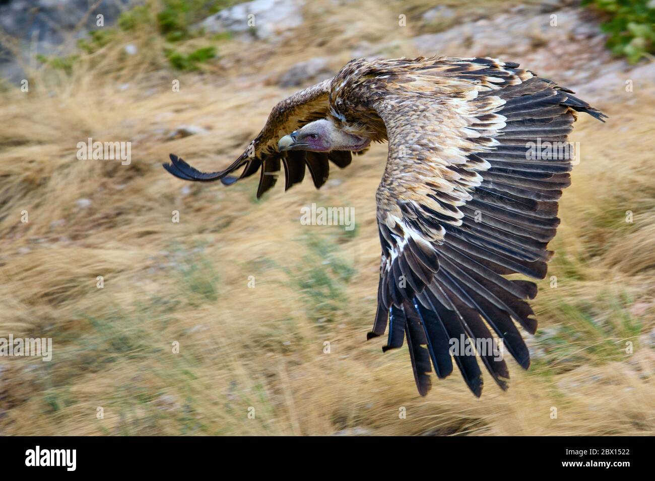 Avvoltoio Eurasian grifone, fulvus Gyps, volo. Foto Stock