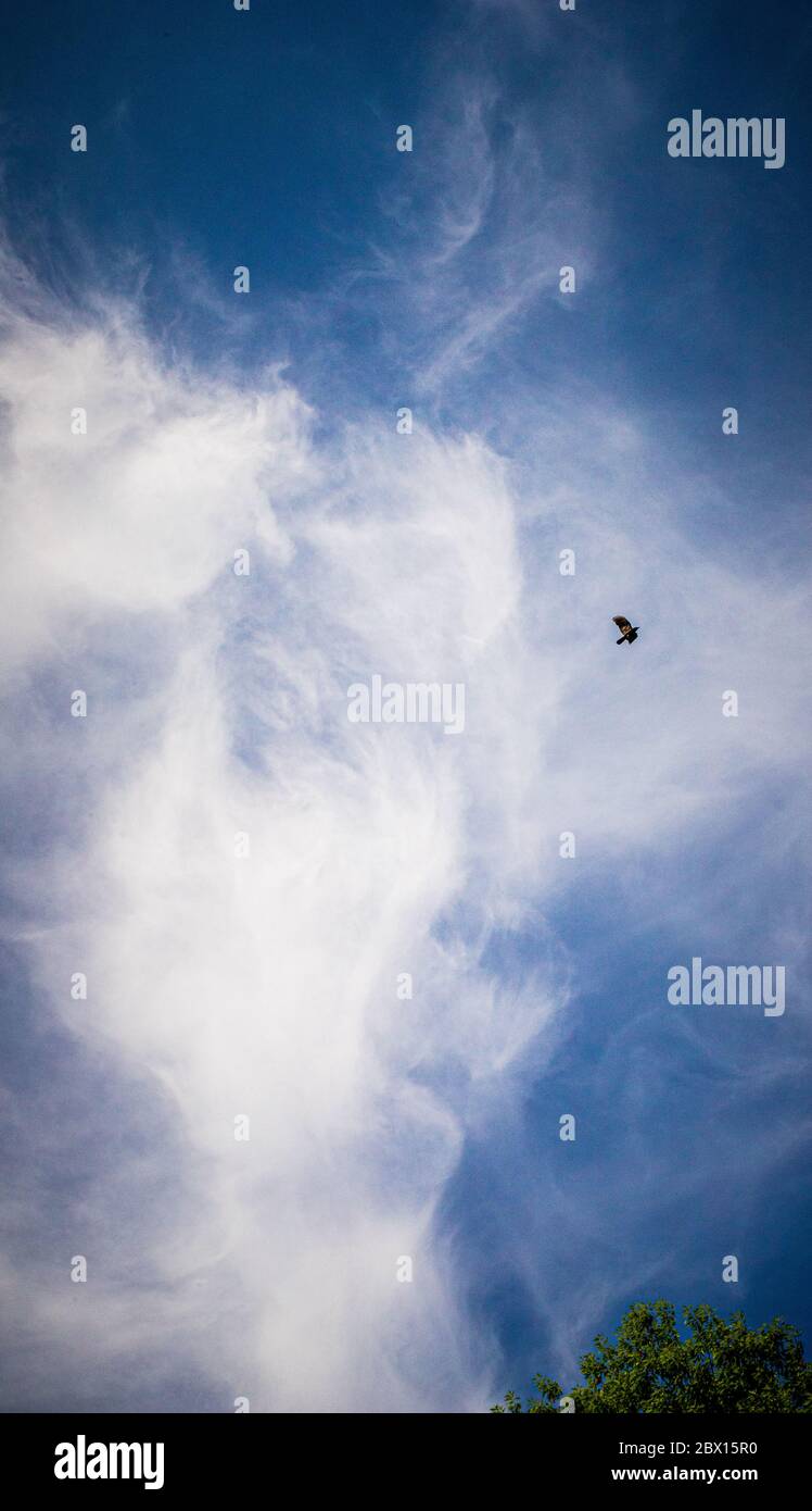 Uccello che vola in alto nel cielo nuvoloso di mare taill Foto Stock