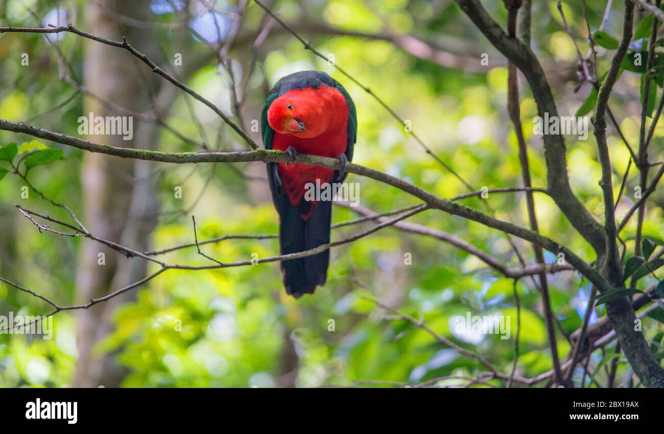 Pappagallo rosso al Parco Nazionale di Lemington in Australia Foto Stock