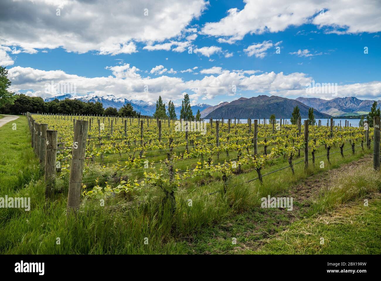 Azienda vinicola Rippon presso il lago Wanaka, sull'isola meridionale della Nuova Zelanda Foto Stock