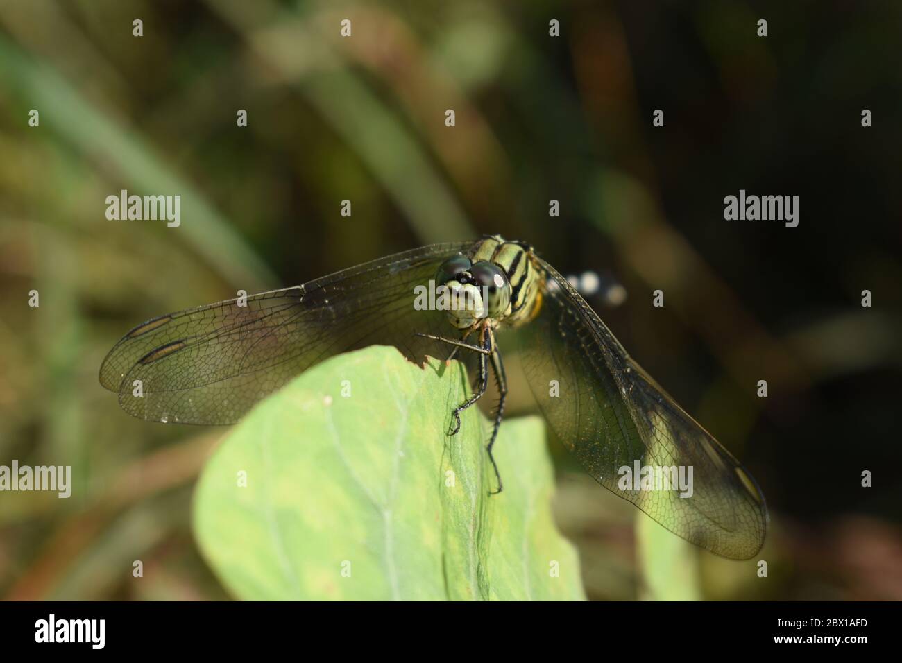 Libellula verde a strisce nere arroccata sul bordo della foglia verde. Skimmer sottile. Foto Stock