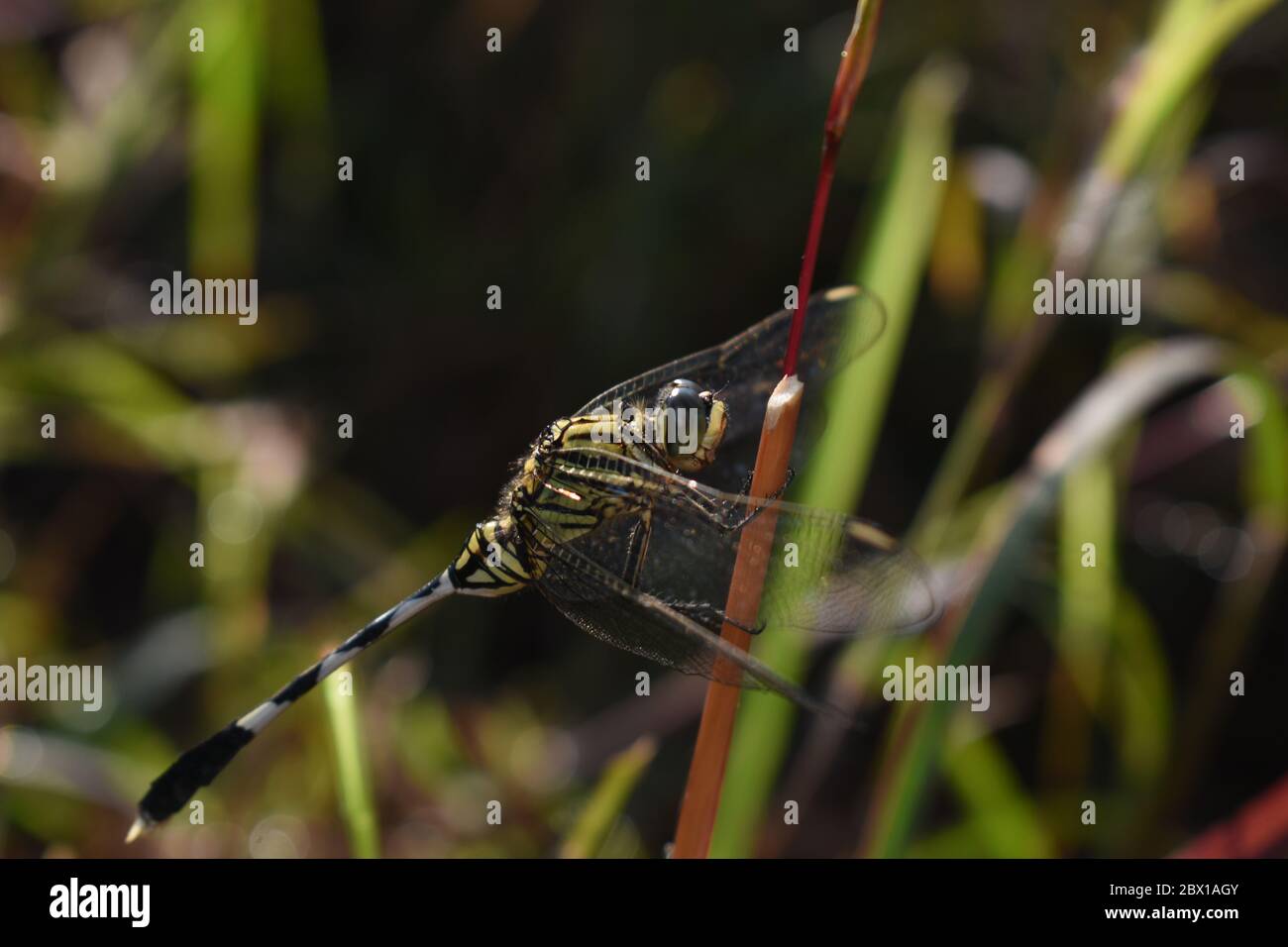 Libellula verde nera striata arroccata sull'erba. Skimmer sottile. Foto Stock