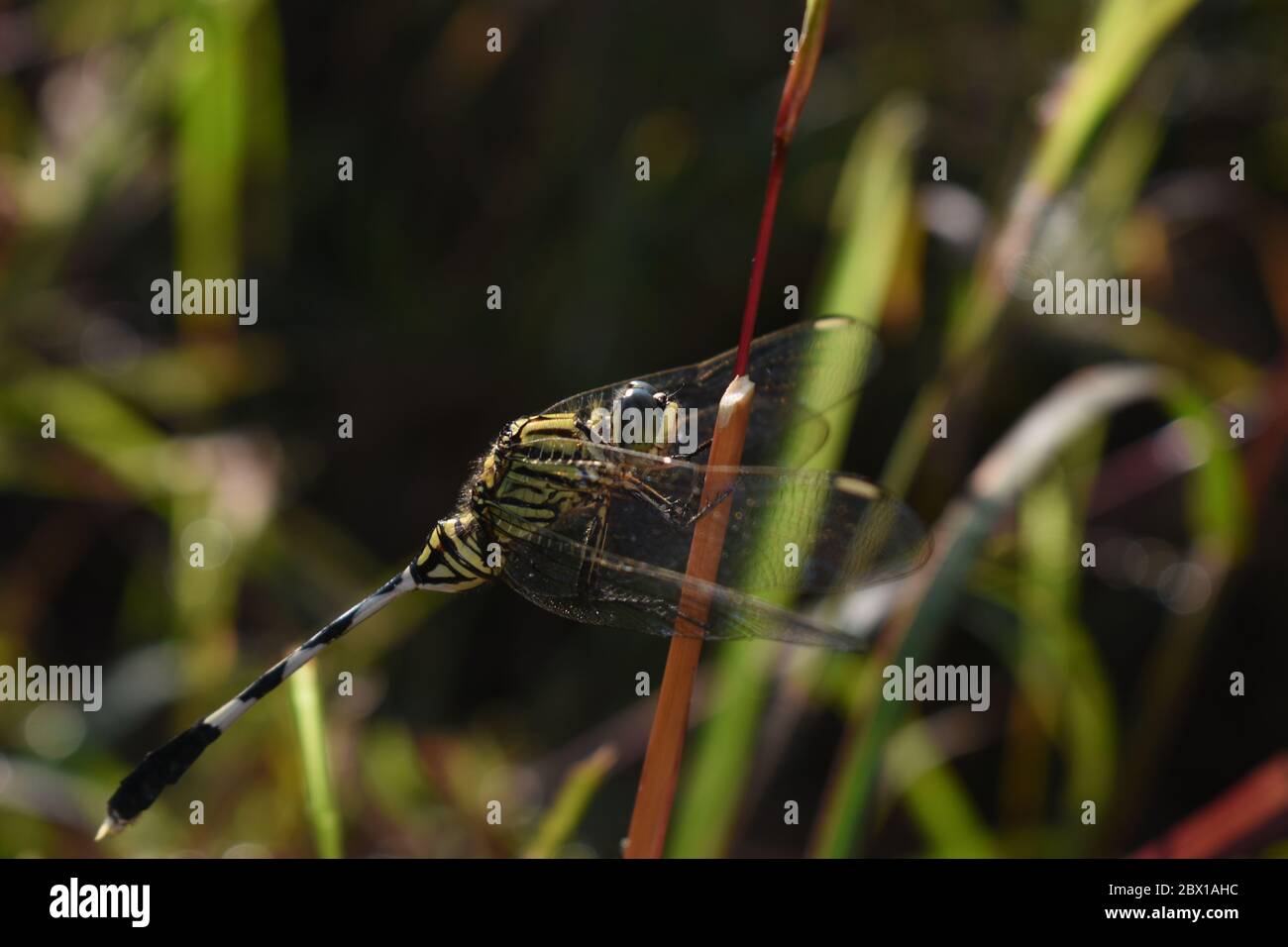 Libellula verde nera striata arroccata sull'erba. Skimmer sottile. Foto Stock