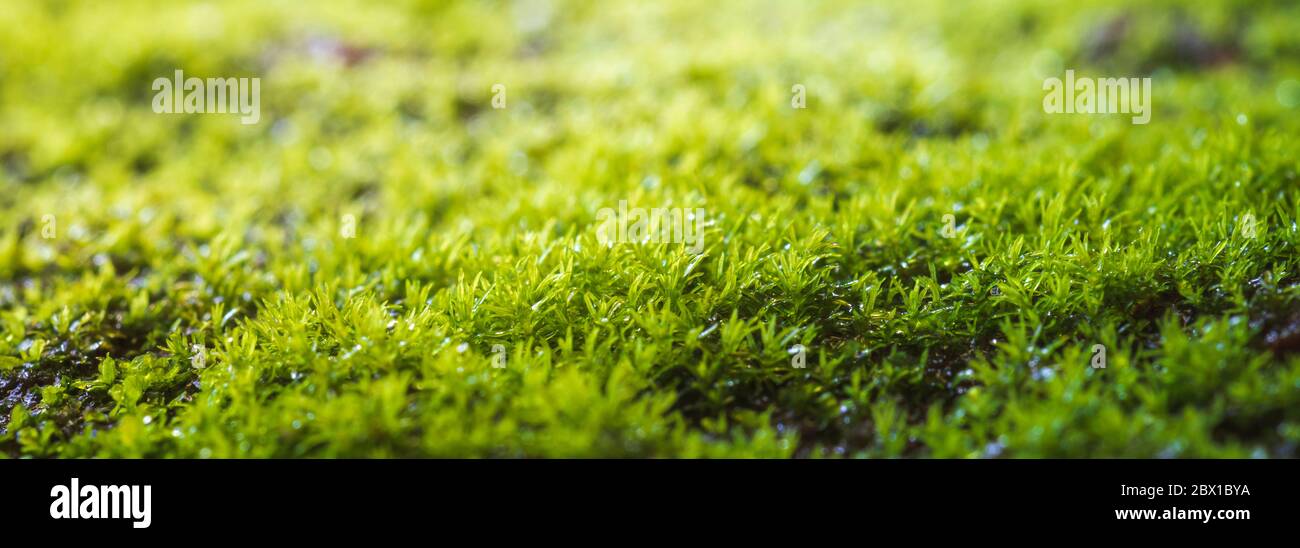 Texture muschio. Sfondo muschio. Muschio verde su grunge texture, sfondo in panorama Foto Stock