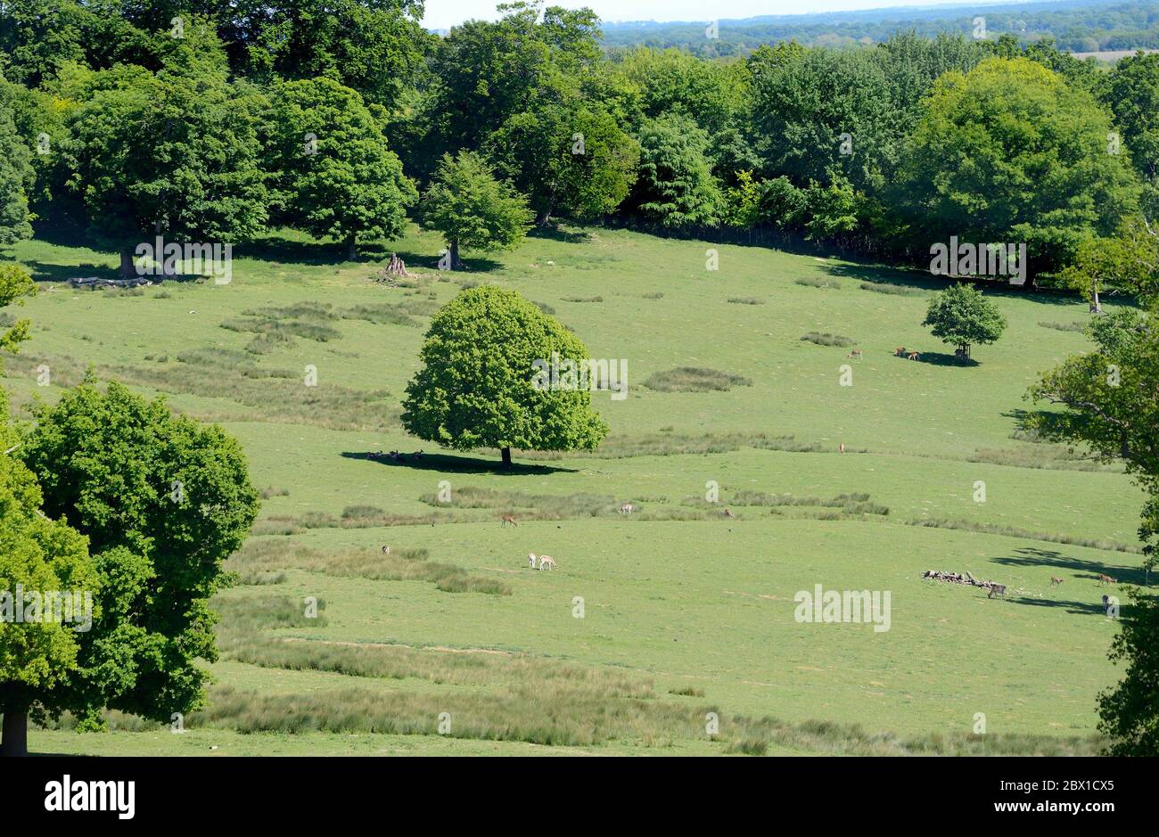 Boughton Monchelsea Village, Kent, Regno Unito. Parco dei cervi visto dal cortile della chiesa Foto Stock