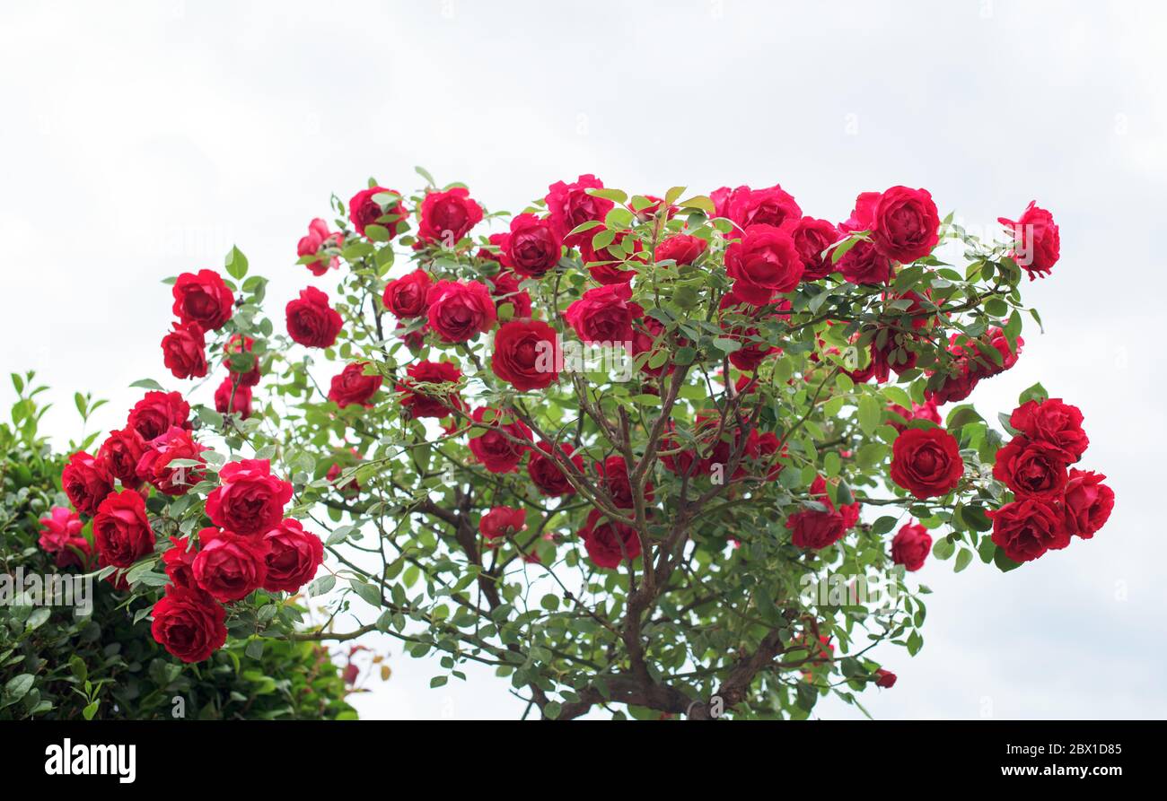 Cespuglio di rosa rosso con molto fiore Foto Stock