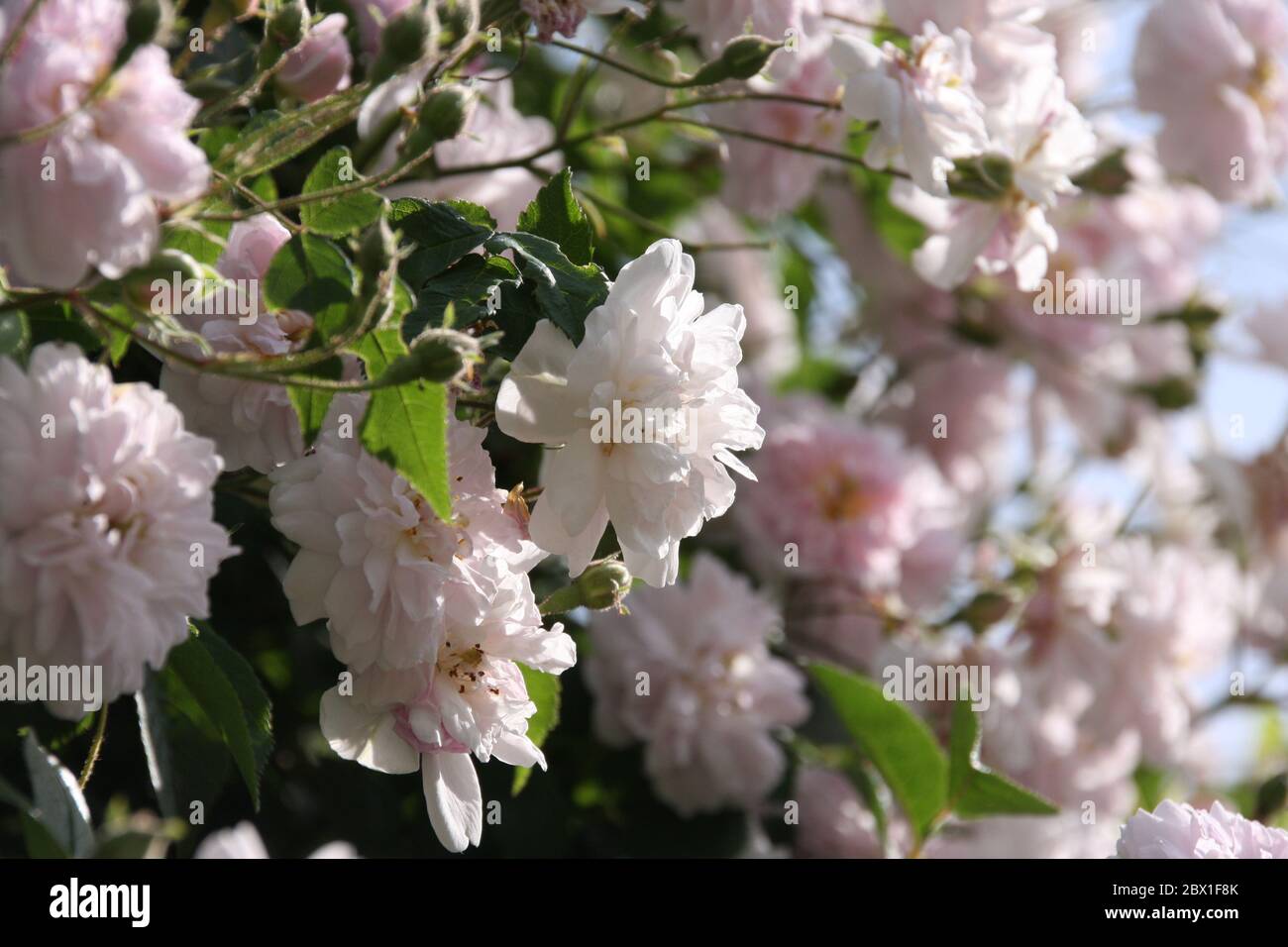 Primo piano di fiori rosa pallido di rambler o rose rampicanti contro cielo azzurro pallido su sfondo sfocato Foto Stock