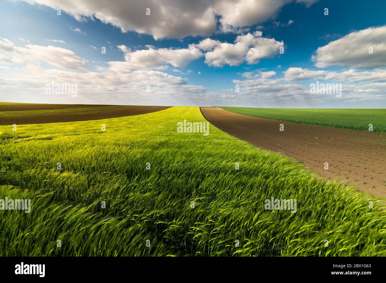 Campo di grano giovane e cielo all'inizio dell'estate Foto Stock