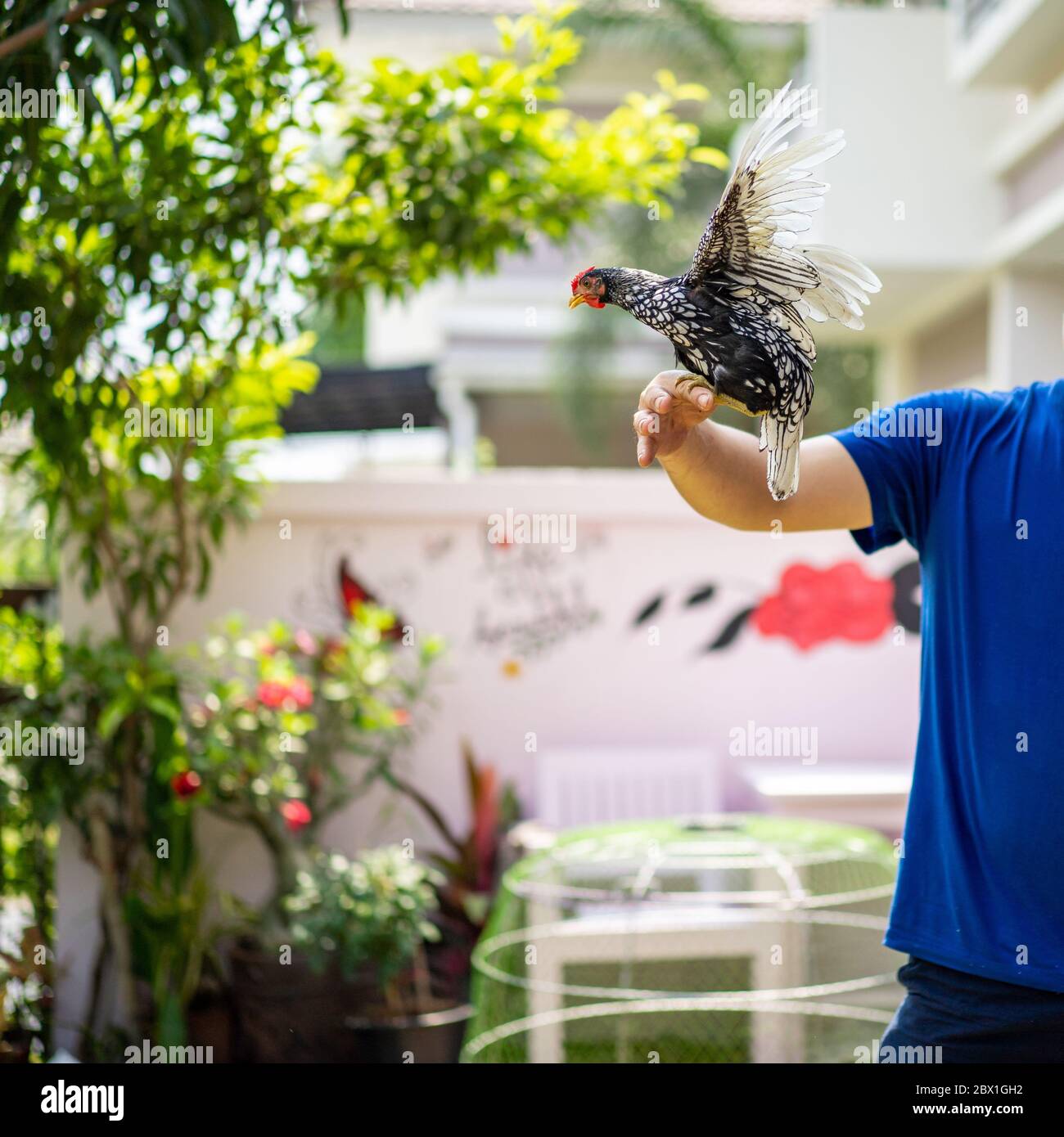 Primo piano sul colore bianco Argento di SeBright Chick a mano umana nel pomeriggio nel giardino all'aperto. Foto Stock