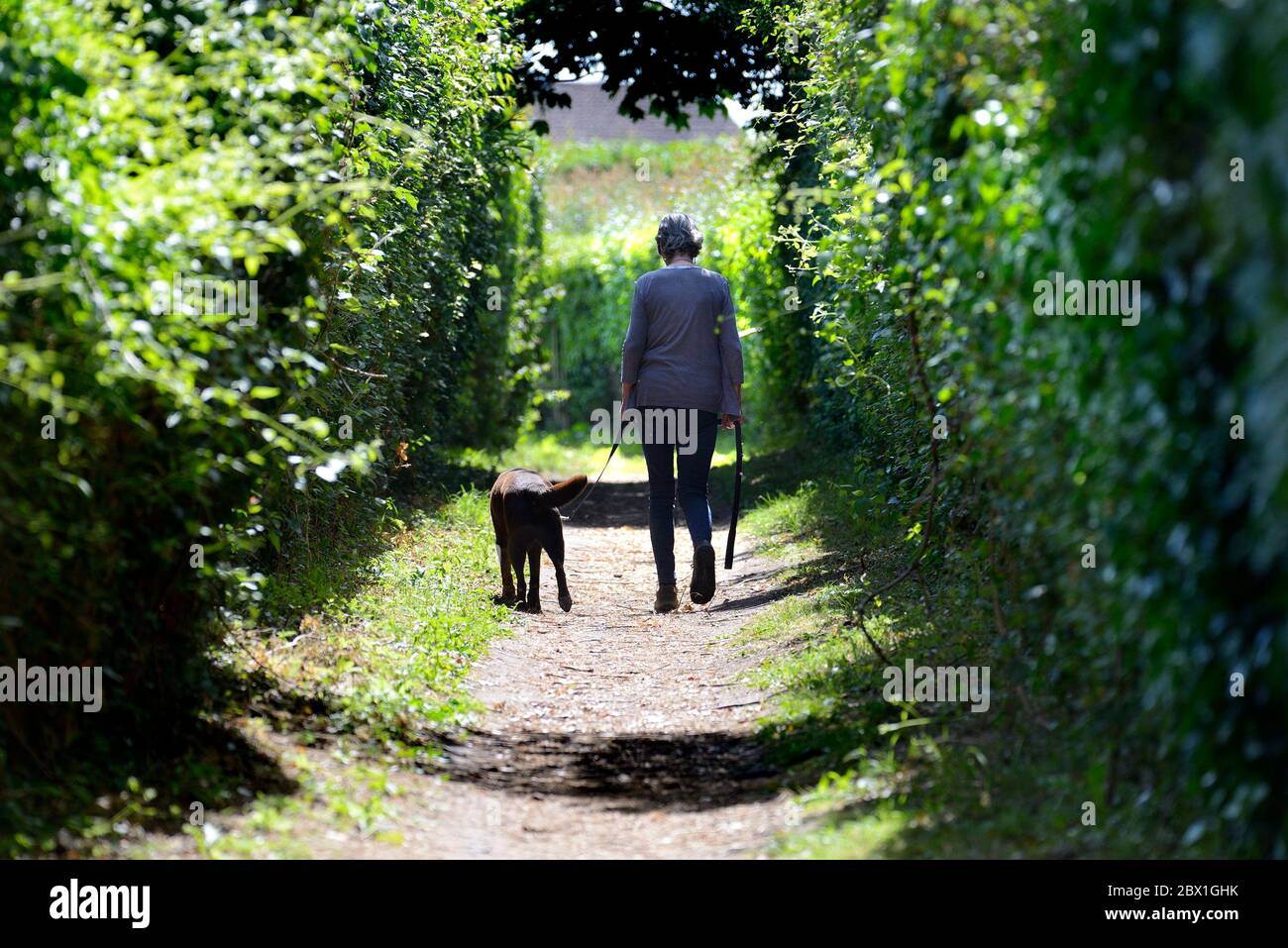 Boughton Monchelsea Village, Kent, Regno Unito. Donna di mezza età che cammina il suo cane su un sentiero limitato da siepi Foto Stock