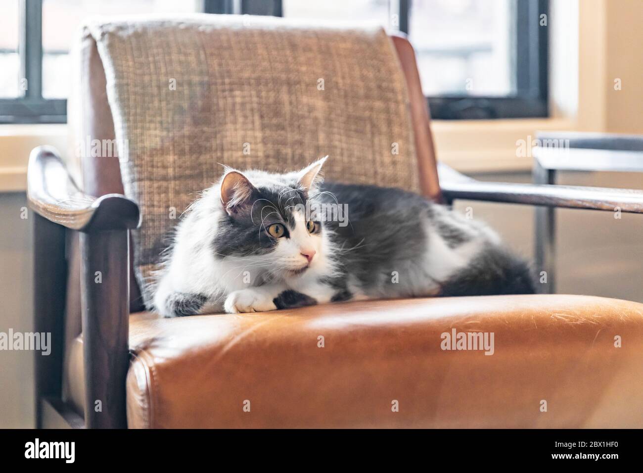 Un gatto grigio e bianco adagiato su una poltrona arancione con luce e foschia proveniente dalle finestre dietro di essa. Foto Stock