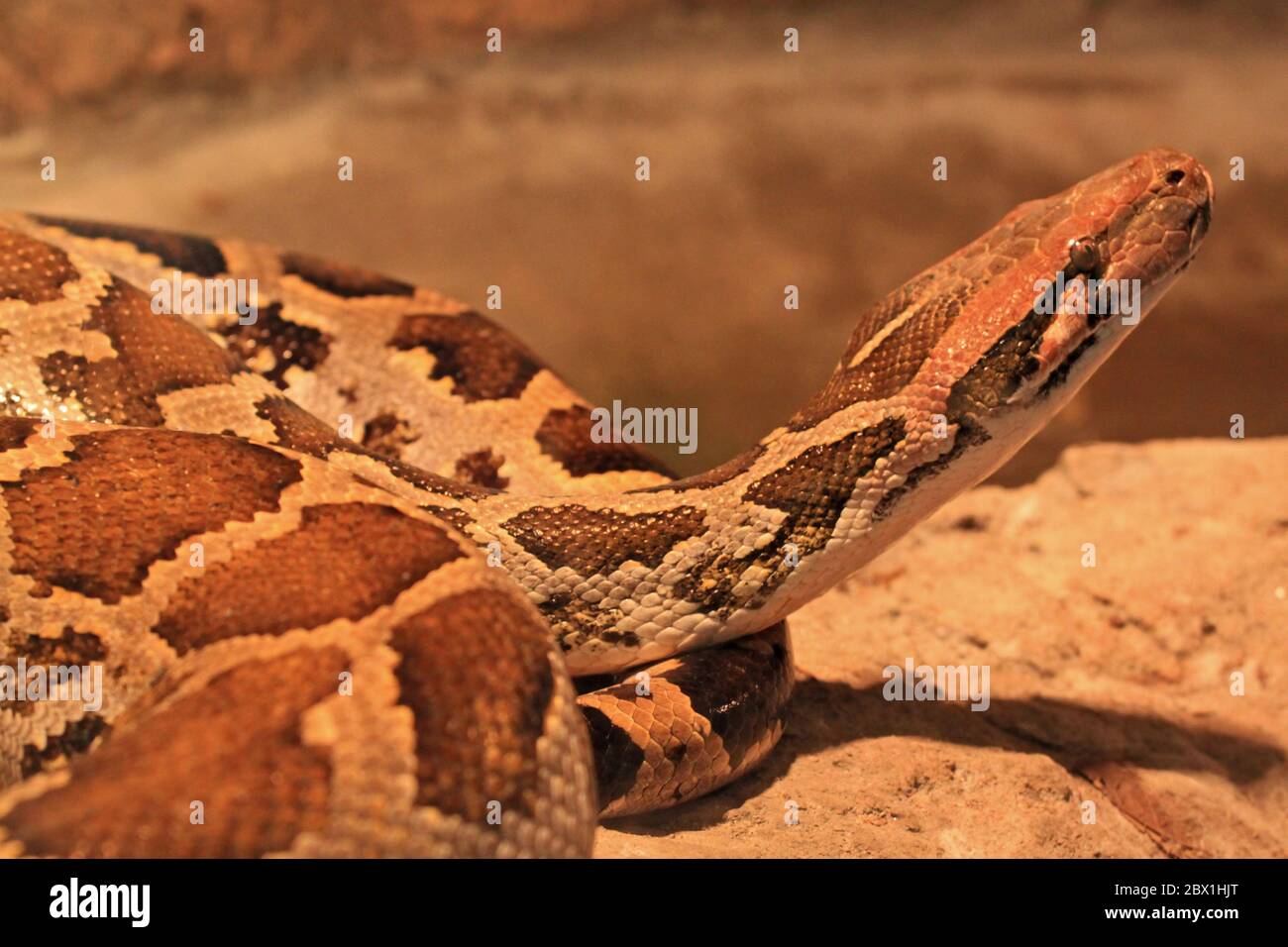 Primo piano foto di Python birmano - Python molurus Bivittatus Foto Stock