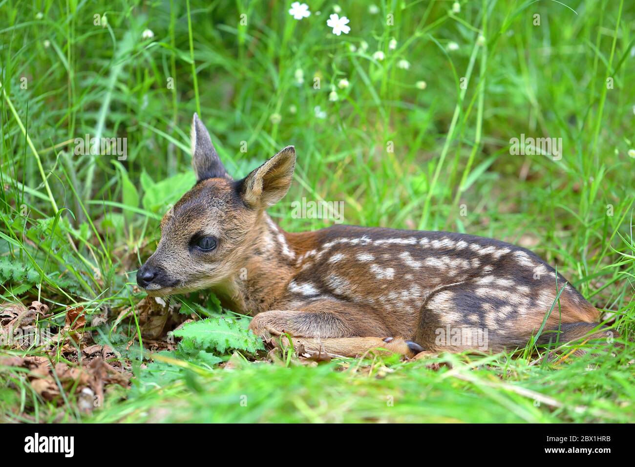 Europeo ROE deerkitz (Capreolus capreolus), scartato, pochi giorni vecchio pegno si trova in un prato, Nord Reno-Westfalia, Germania Foto Stock