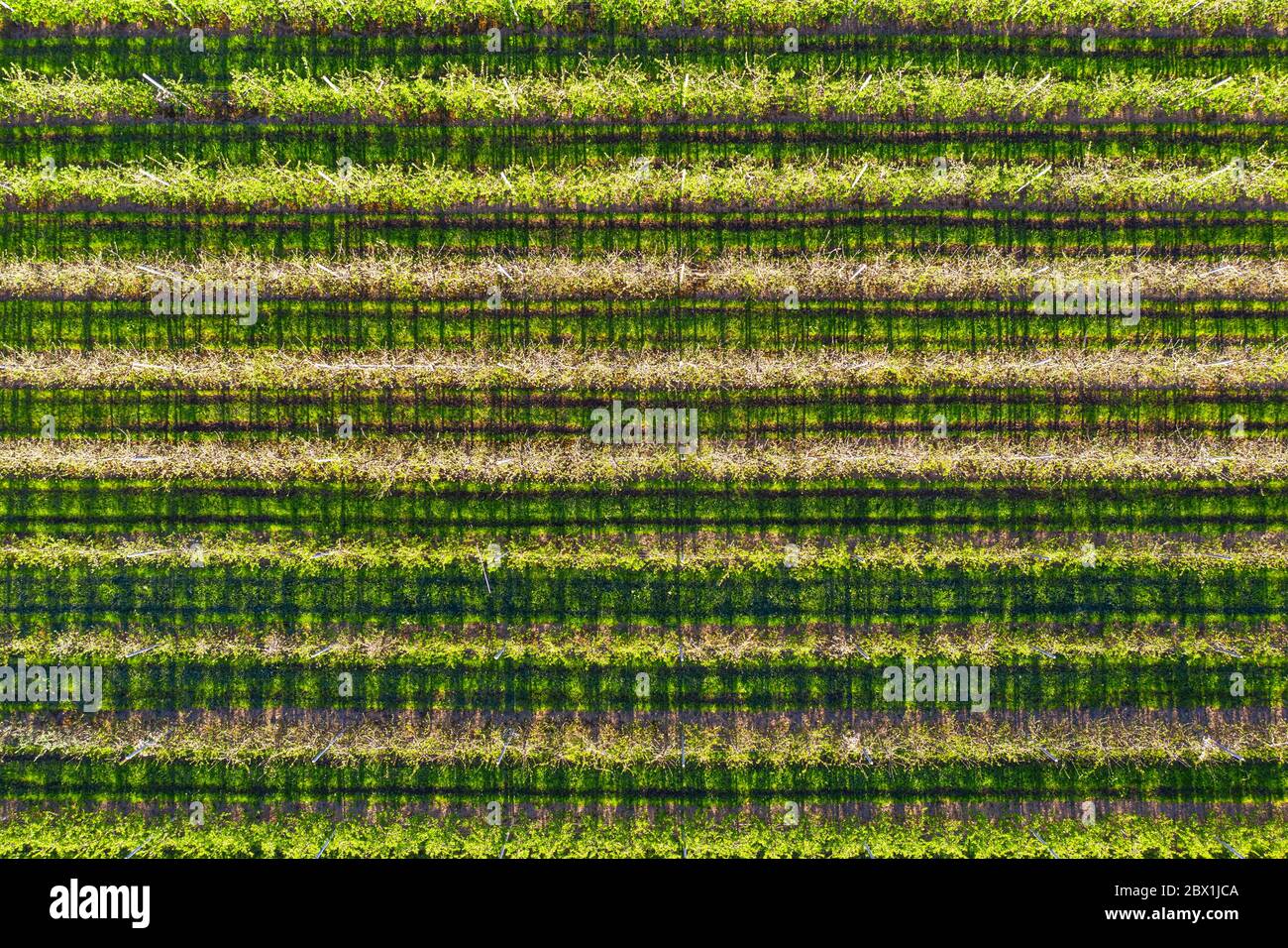 Piantagione di mele dall'alto, file di alberi da frutto, vicino a Gaissach, Isarwinkel, colpo di drone, alta Baviera, Baviera, Germania Foto Stock