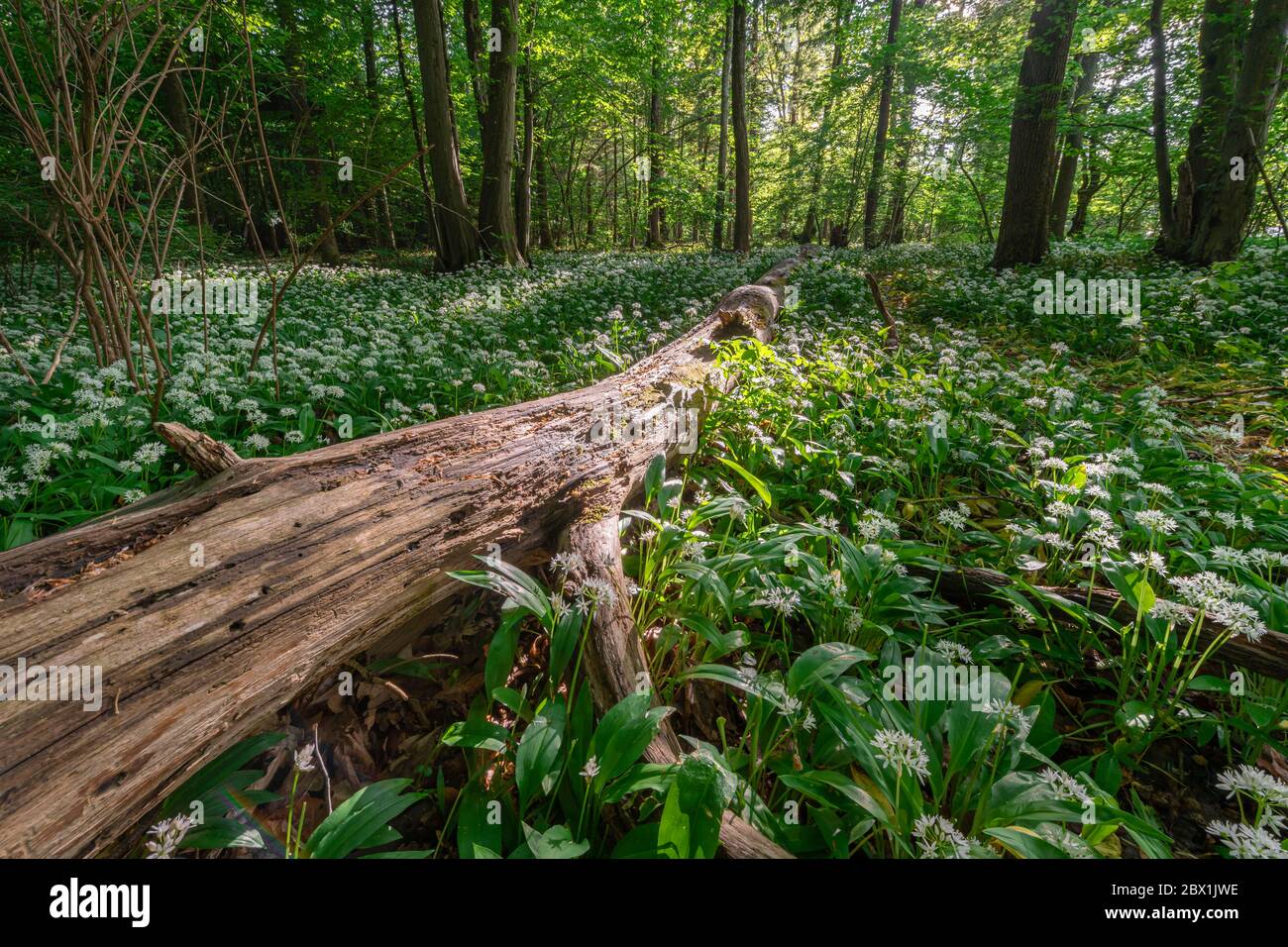 Foresta decidua mista in primavera, Ramsons fiorente (Allium ursinum) e la foresta morta sul pavimento della foresta, Perlacher Forst, Baviera, Germania Foto Stock