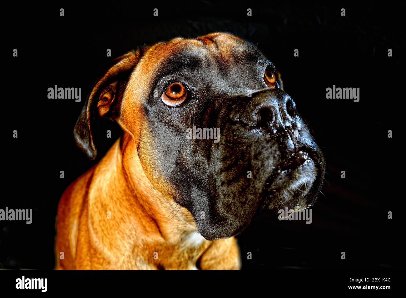Tedesco Boxer, ritratto, Germania Foto Stock