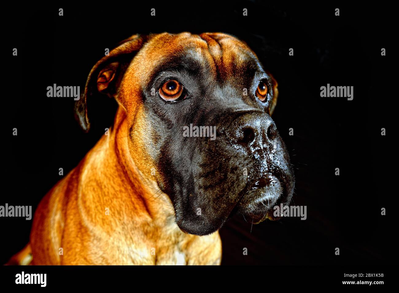Tedesco Boxer, ritratto, Germania Foto Stock