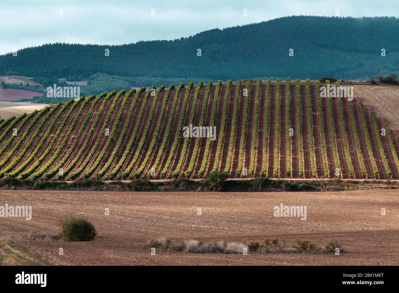 Vigneti con la catena montuosa Demanda come sfondo, la Rioja, Spagna Foto Stock