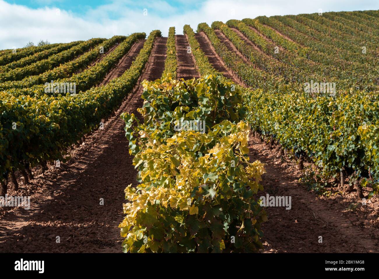 Vigneti nel mese di ottobre, la Rioja, Spagna Foto Stock
