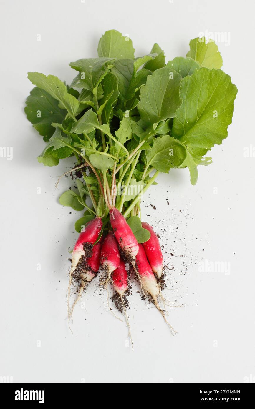 Raphanus sativus. Mazzo di 'colazione Francese' ravanelli su bianco. REGNO UNITO Foto Stock