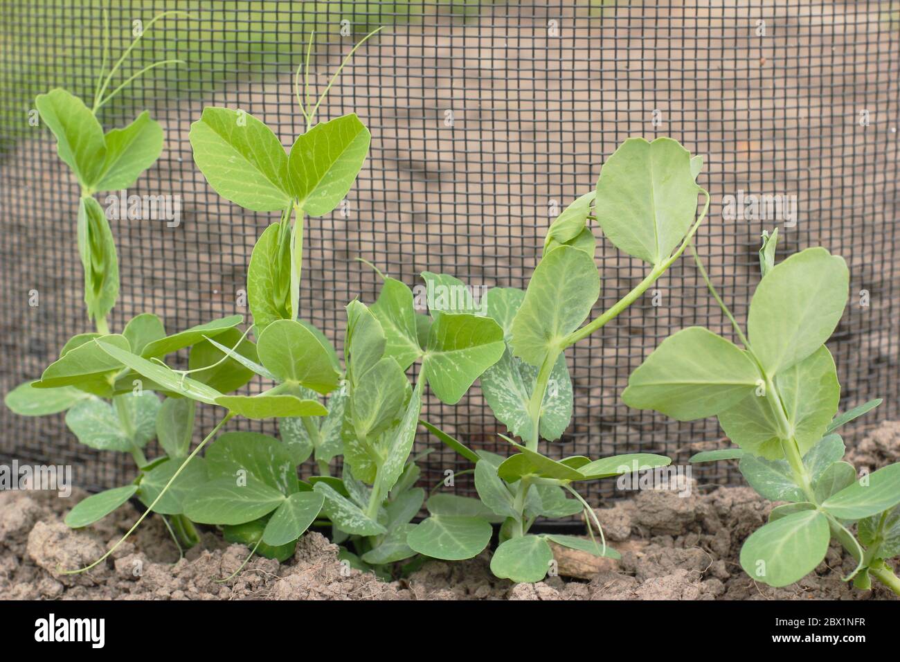 Pisum sativum "Kelvedon Wonder". Giovani piante di piselli che crescono su supporti di rete in un orto domestico. REGNO UNITO Foto Stock