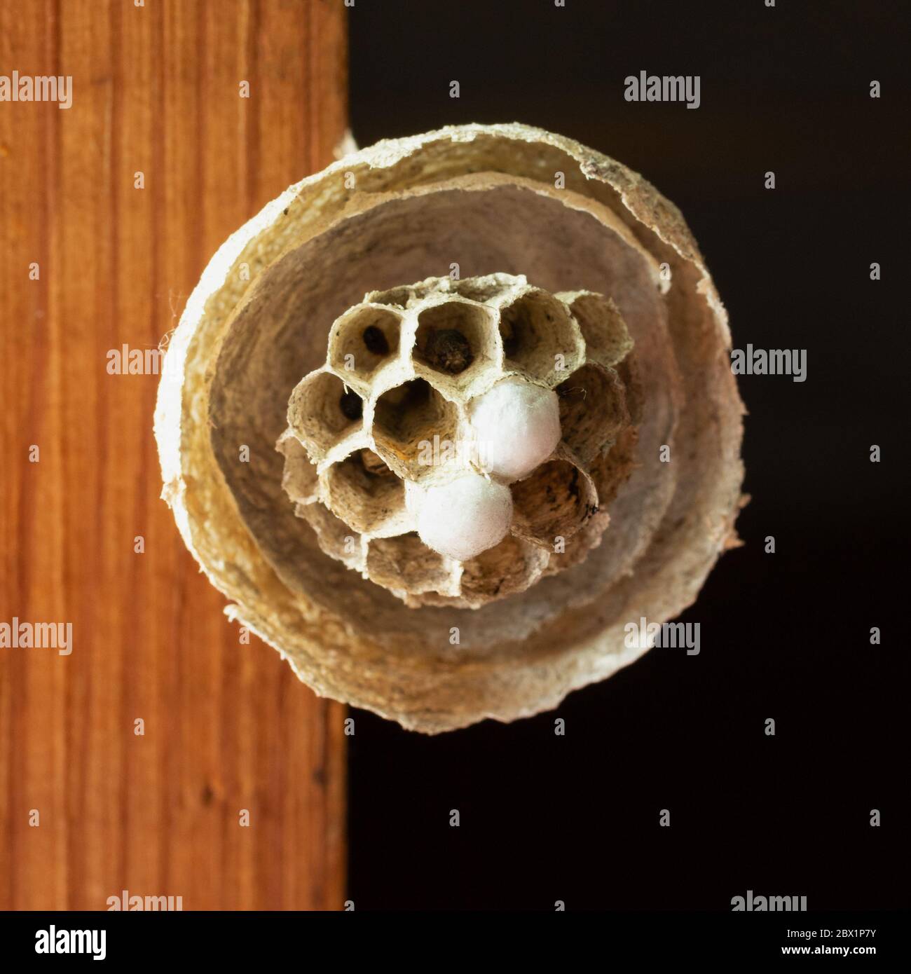 Un piccolo nido di cornetto con due emisferi, con cellule intasate, celle vuote e cellule con larve di vespa. Foto Stock
