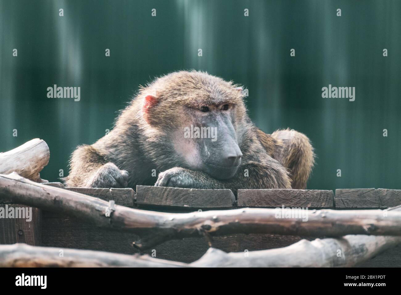 Primo piano scimmia Baboon che posa su legno triste ritratto pensiero in zoo con sfondo sfocato Foto Stock