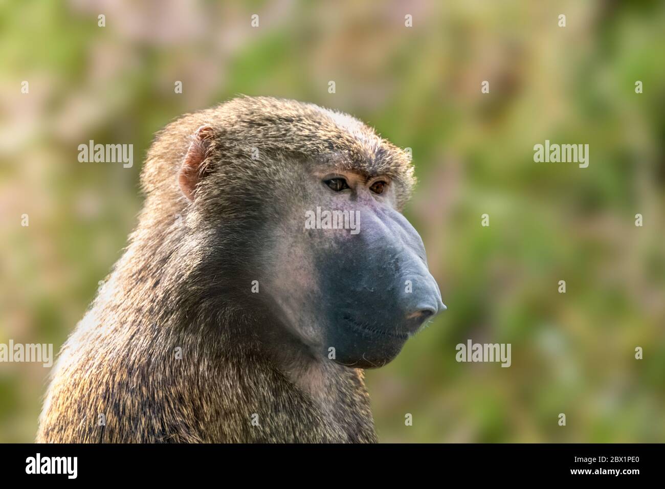 Primo piano della scimmia Baboon che pensa ritratto d'umore con sfondo sfocato Foto Stock
