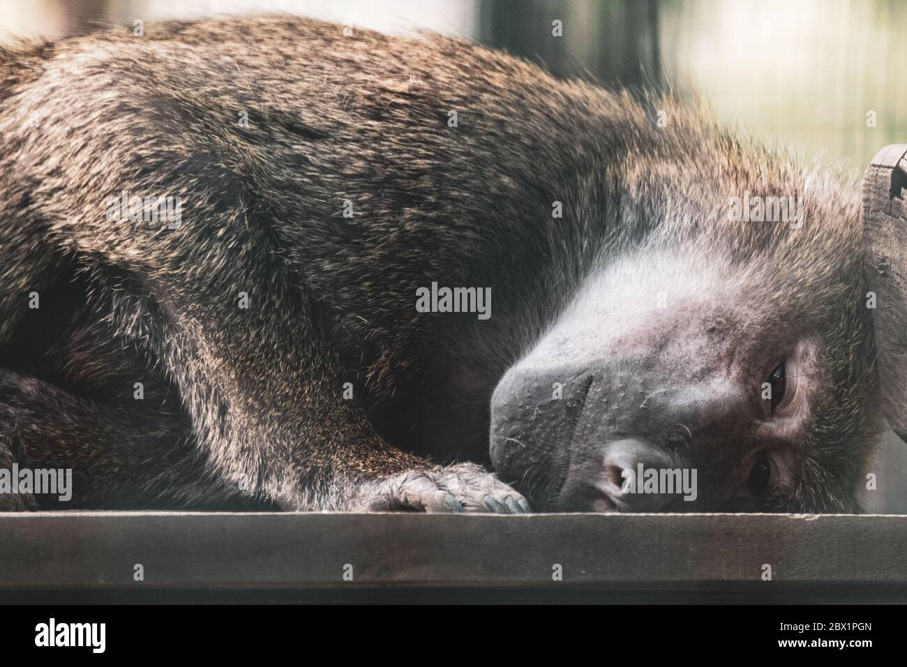 Primo piano scimmia Baboon triste posa ritratto con sfondo sfocato Foto Stock