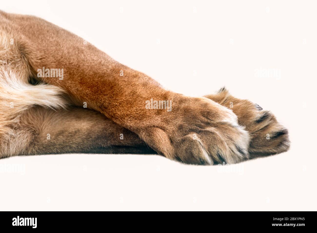 Lion due gambe anteriori e zampe isolate che si stende incrociate su primo piano bianco Foto Stock