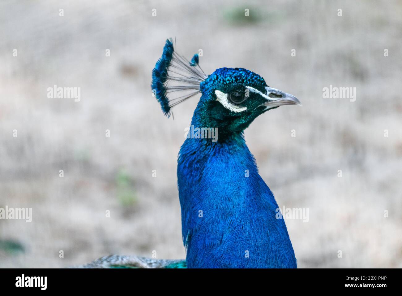 Testa di pavone maschio con pavone blu con lunghe piume di cresta simili a ventaglio grazioso ritratto su sfondo sfocato Foto Stock