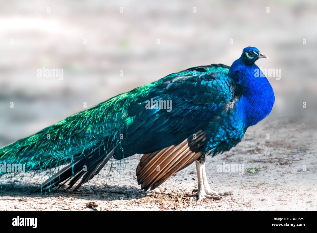 Pavone maschio blu con lunghe piume di cresta simili a ventaglio con vasi  colorati cammina graziosamente su sfondo sfocato Foto stock - Alamy