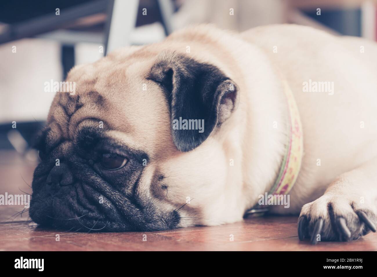 Primo piano faccia di carino cane cucciolo pug che dormono su pavimento di legno. Tonalità vintage Foto Stock