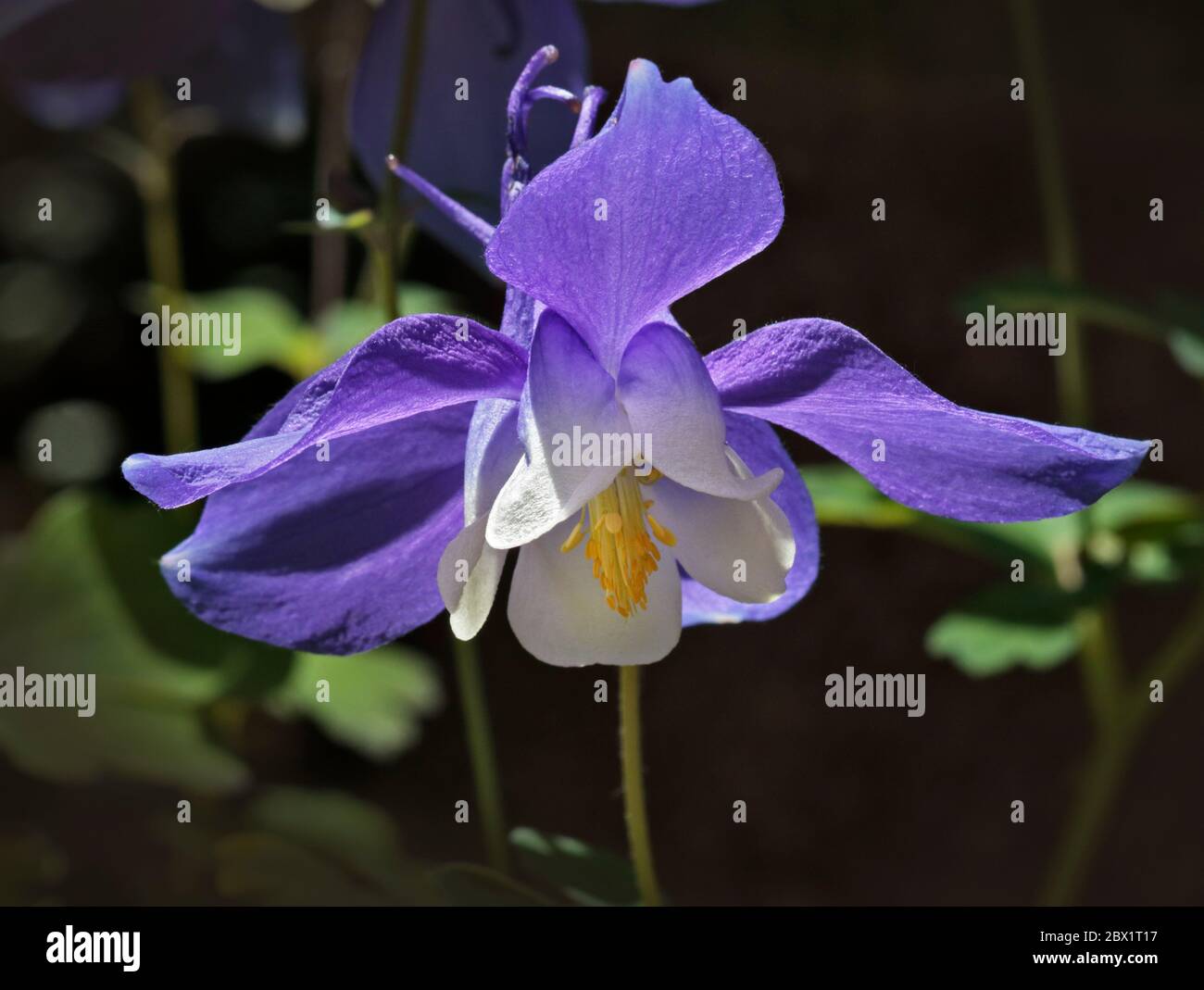 Aquilegia Primavera magia Foto Stock