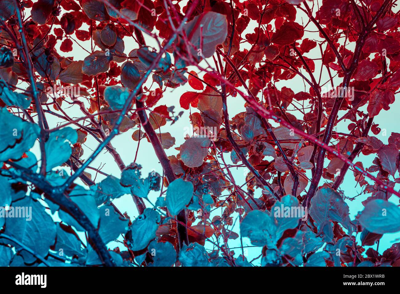 Layout creativo dei colori fluorescenti a infrarossi delle lamelle. Colori al neon. Natura Design vita Wall idea Foto Stock