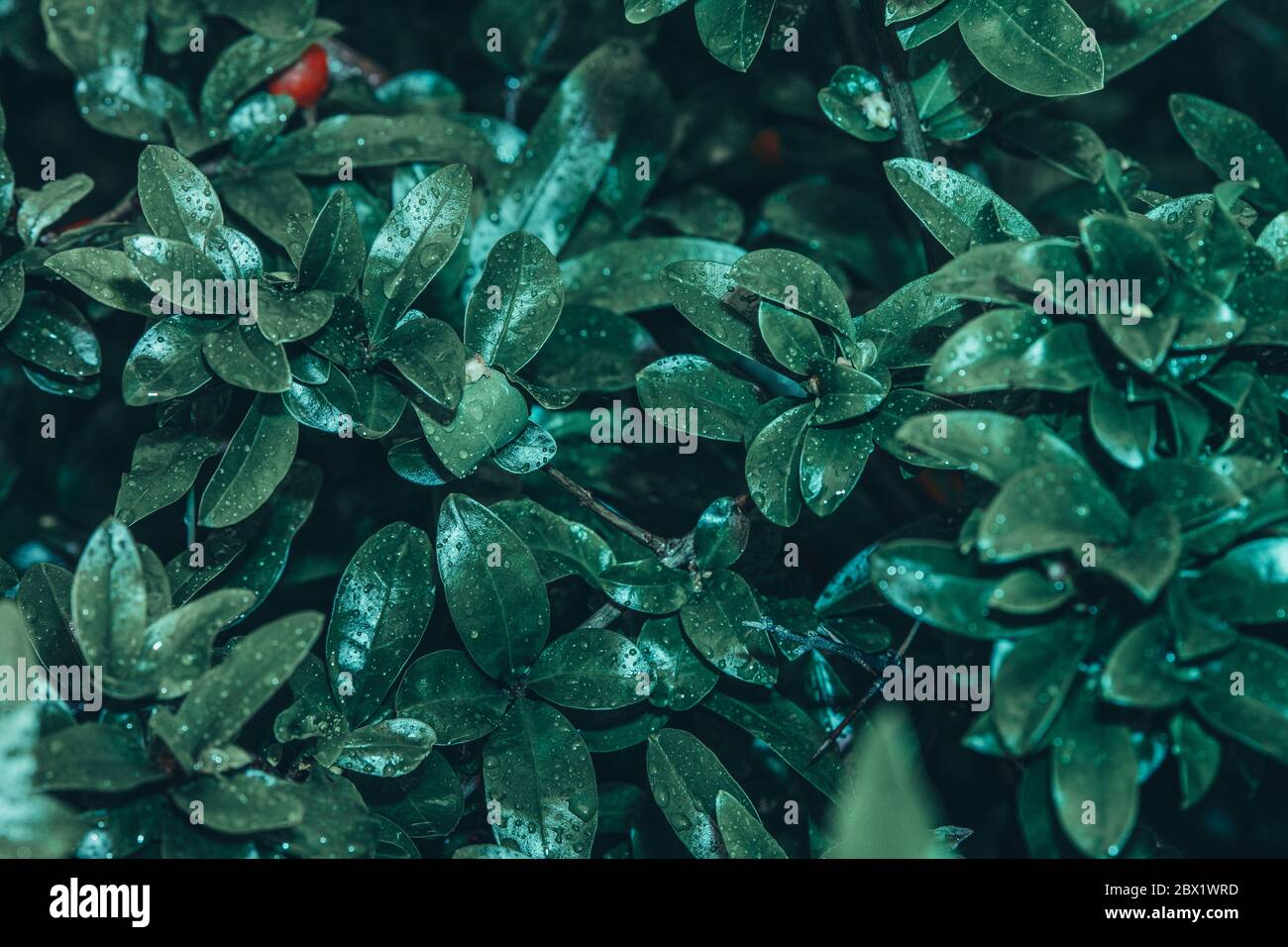 Tessuto a foglia verde astratto creativo, idea di design Nature Color, disposizione piatta Foto Stock