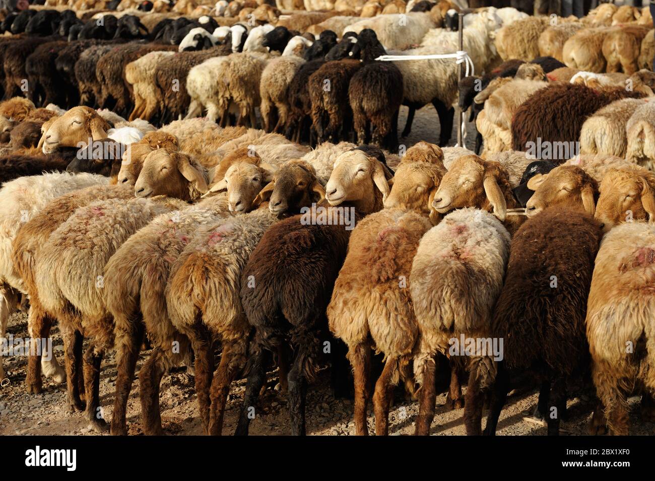 Greggi di pecore visualizzati al mercato del bestiame in Cina. Foto Stock